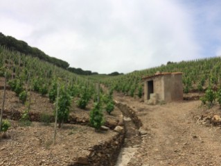 Vineyard on the Mountainside-Addie Tucker